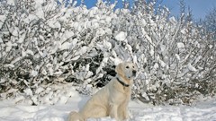 Snow winter labrador retriever forests