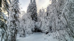 Snow winter whispering forests