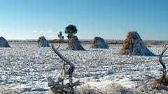 Snow winter white crops jalisco San Julian