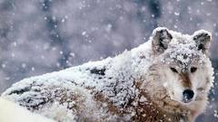 Snow Wolves