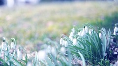 Snowdrops white flowers