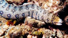 Snowflake Moray