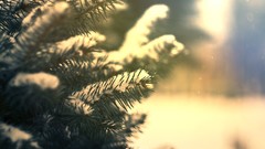 Snowflakes nature snow winter fir