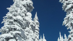 Snowy pines dark blue