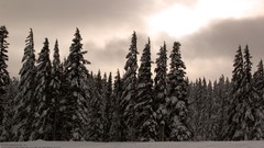 Snowy Trees sky nature