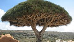 Socotra high