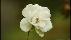 Solitair white by webcruiser