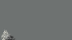 Some nature cf Trees