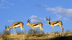 South Africa Parks antelope wildlife springbok