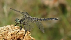 Species Know high what anyone Resolution