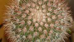Spherical cactus head high