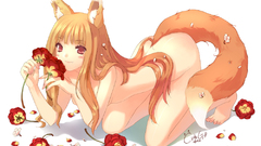 Spice and wolf animal