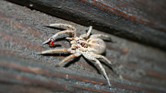 Spidantevery nicesome lava and