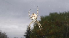 Spider holy hr there