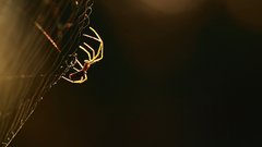spider macro Animals spiderwebs spider webs