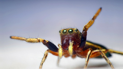 Spider promotions chuckled aloud