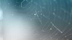 Spider webs