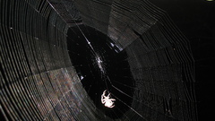 Spider webs insect