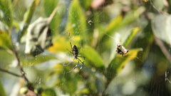 Spider webs web insect