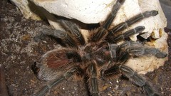 Spiders arachnids Grammostola rosea