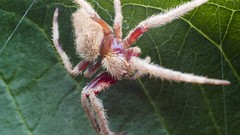 Spiders arachnids jumping spider