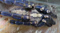 Spiders arachnids phoecelotheria metalica