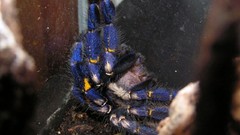 Spiders arachnids phoecelotheria metalica