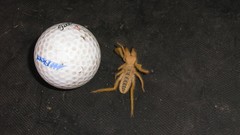 Spiders camel spider