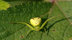 Spiders crabs arachnids