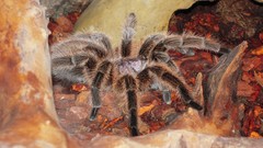 Spiders insects arachnids Grammostola rosea