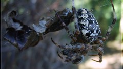 Spiders insects digital camera arachnids