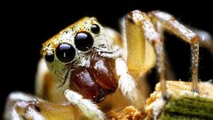 Spiders jumping spider