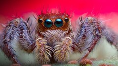 Spiders jumping spider