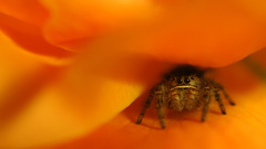 Spiders jumping spider arachnids