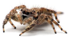 Spiders jumping spider arachnids