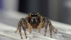 Spiders jumping spider arachnids