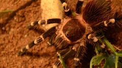 Spiders tarantula