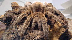 Spiders tarantula arachnids