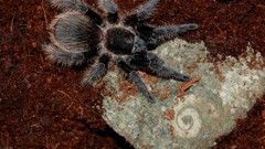 Spiders tarantula arachnids