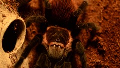 Spiders tarantula tarantulas