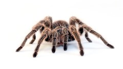Spiders white background tarantula Simple Background