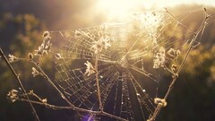 spiderwebs depth of field sunlight outdoors nature