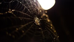 spiderwebs spider depth of field insect Animals