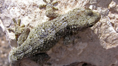 Spiny gecko lanzarote high