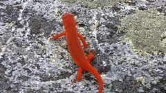 Spotted amphibians newt