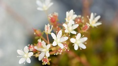Spotted saxifrage