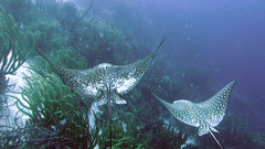 Spotted stingrays white slave