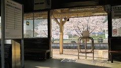 Spring Anime sakura Japanese no smoking drawings cherry 