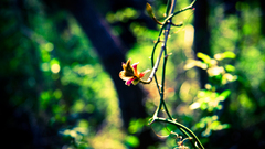 Spring here bloodpromiser