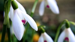 Spring snowdrops white flowers